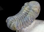 Beautiful Hollardops & Austerops Trilobite Association #67894-3